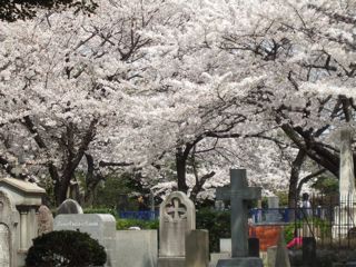cherry trees in full bloom in the foreign section of Aoyama cemetery